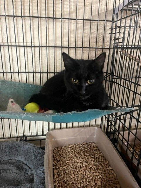 Tully, Adoptable, Adult Female Domestic Short Hair.