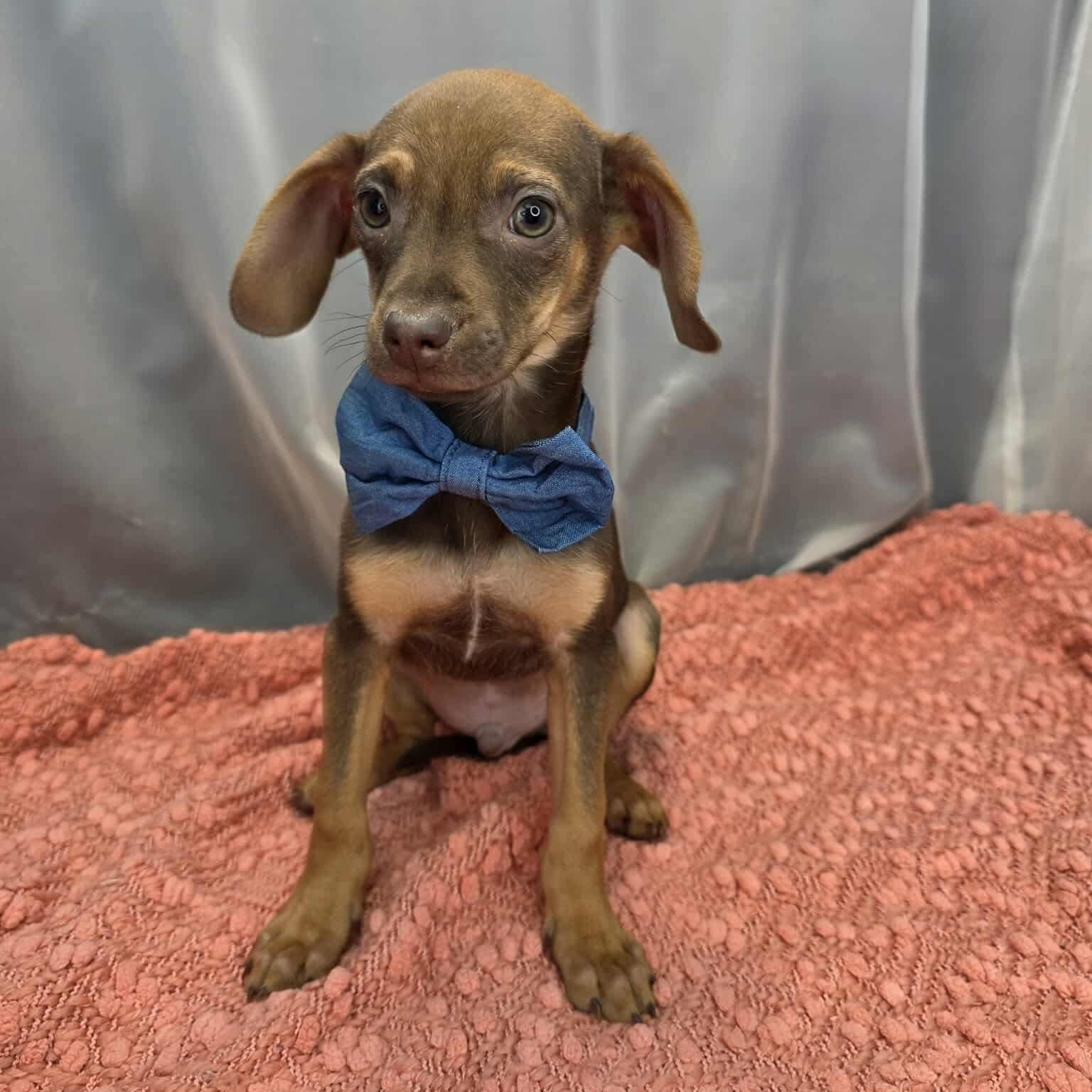 Brat, Adoptable, Puppy Male Chihuahua & Dachshund.