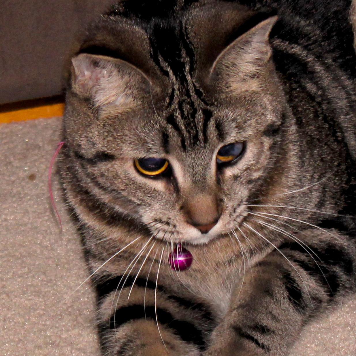 Enlarge Tiger Lily, a Adoptable Domestic Short Hair in Fair Haven, VT image 1/3