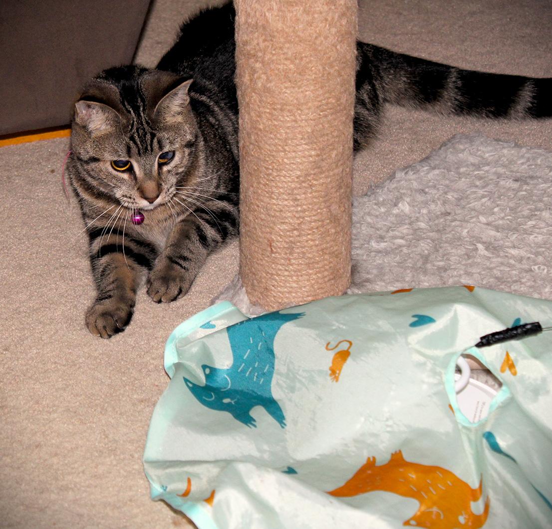 Enlarge Tiger Lily, a Adoptable Domestic Short Hair in Fair Haven, VT image 3/3