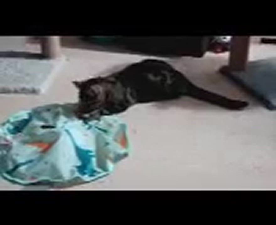 Enlarge Tiger Lily, a Adoptable Domestic Short Hair in Fair Haven, VT video 2/3