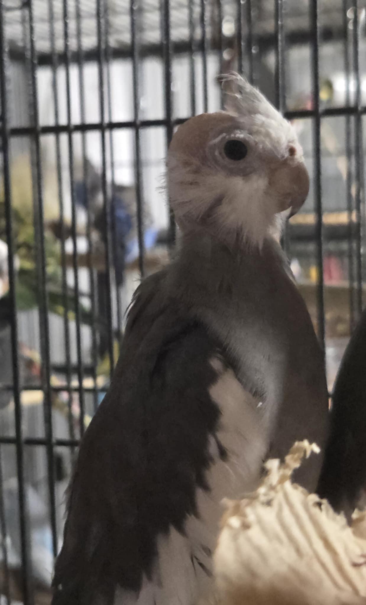 Curly, Adopted, Adult Female Cockatiel.