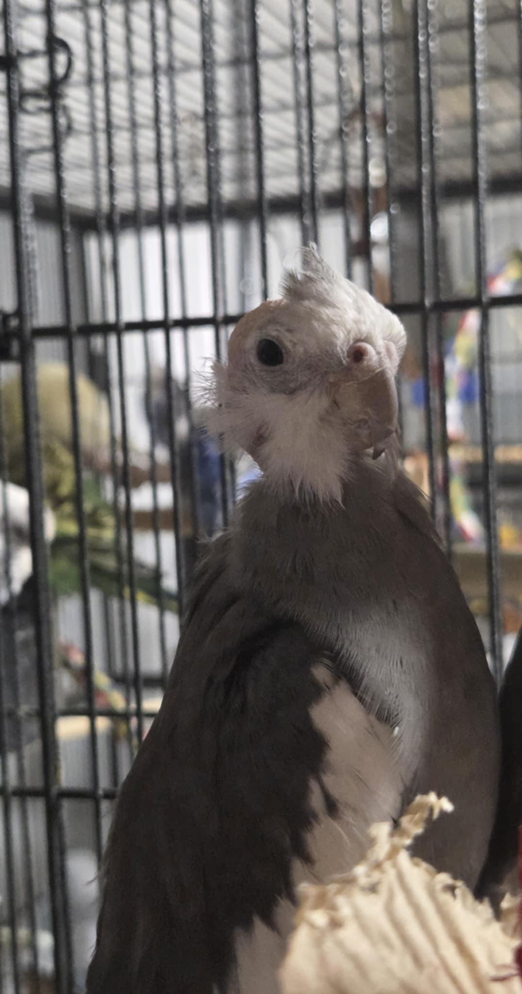 Enlarge Curly, a Adopted Cockatiel in Indian Trail, NC image 2/3