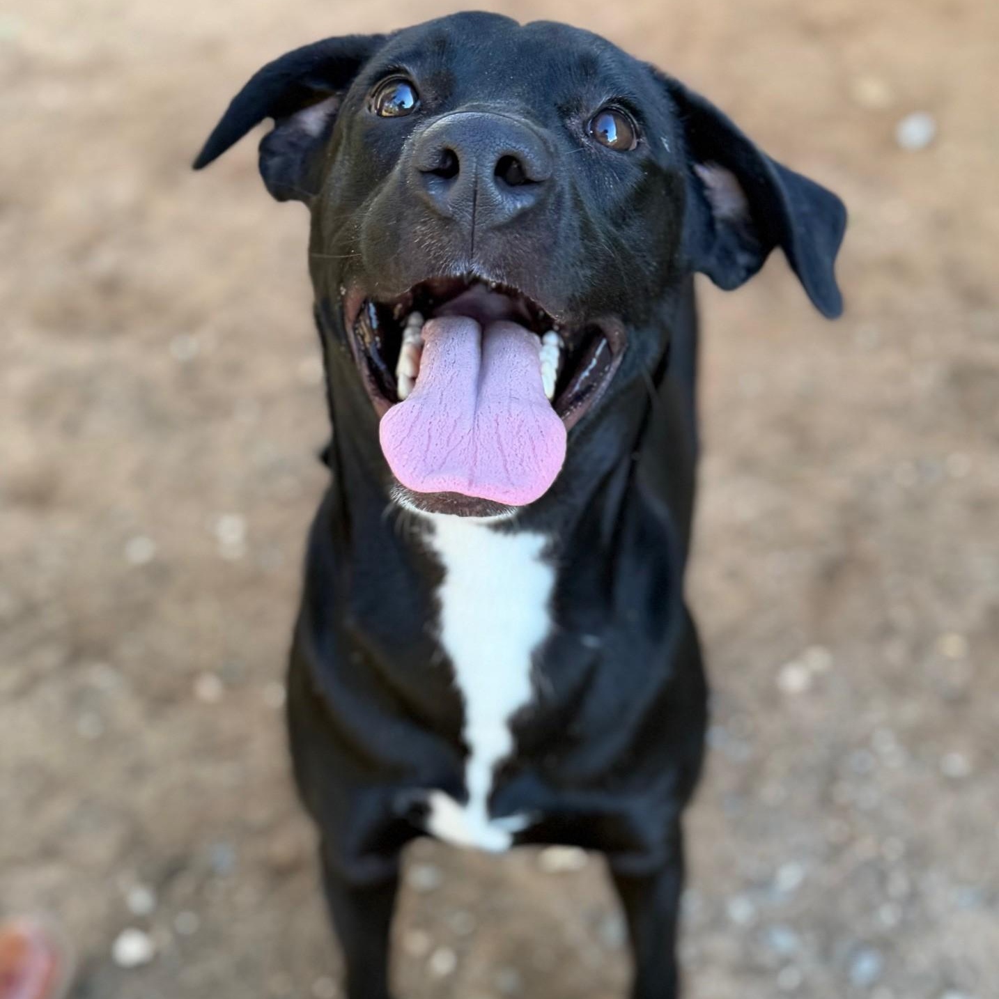 Enlarge Jelly, a ADOPTABLE mixed breed in Summerdale, AL image 1/1