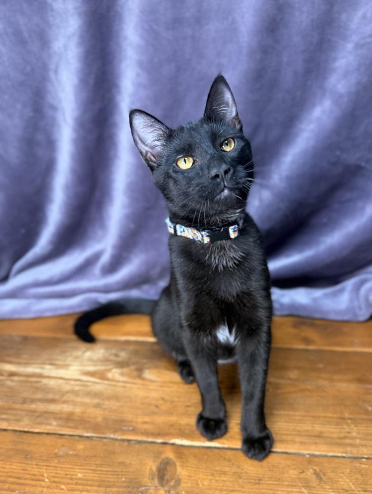 Coal, Adoptable, Kitten Female Domestic Short Hair.