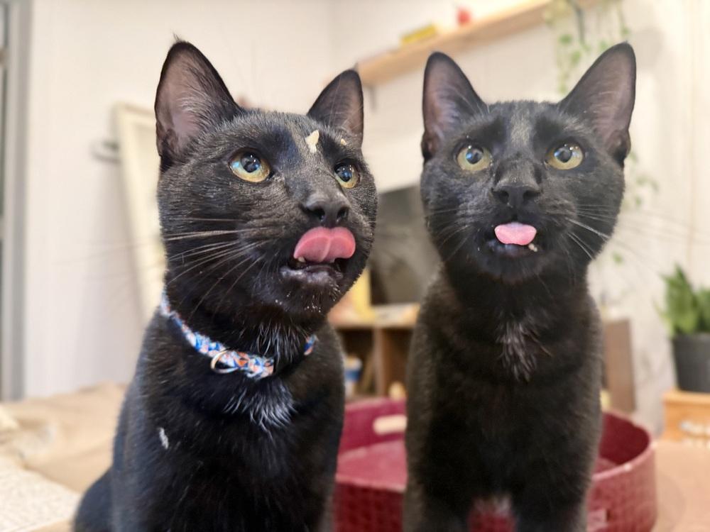 Enlarge Coal, a Adoptable Domestic Short Hair in Saint Augustine, FL image 2/6