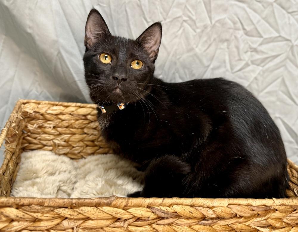Coal, a Adoptable Domestic Short Hair in Saint Augustine, FL image 2/6