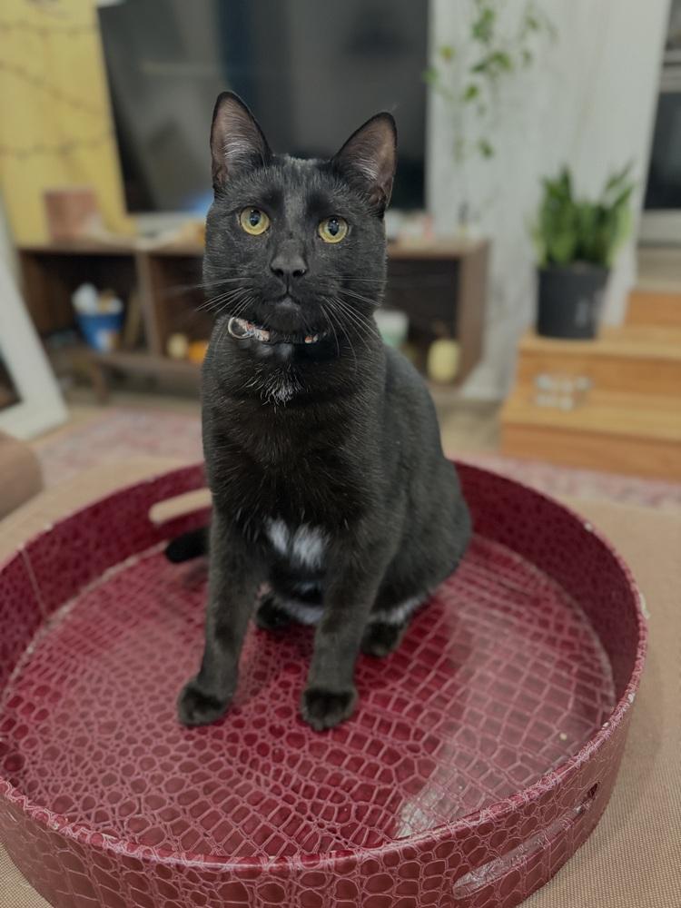 Enlarge Coal, a Adoptable Domestic Short Hair in Saint Augustine, FL image 4/6