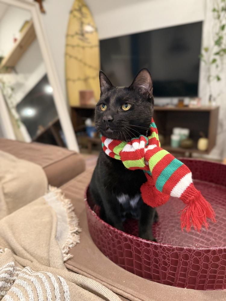 Enlarge Coal, a Adoptable Domestic Short Hair in Saint Augustine, FL image 5/6