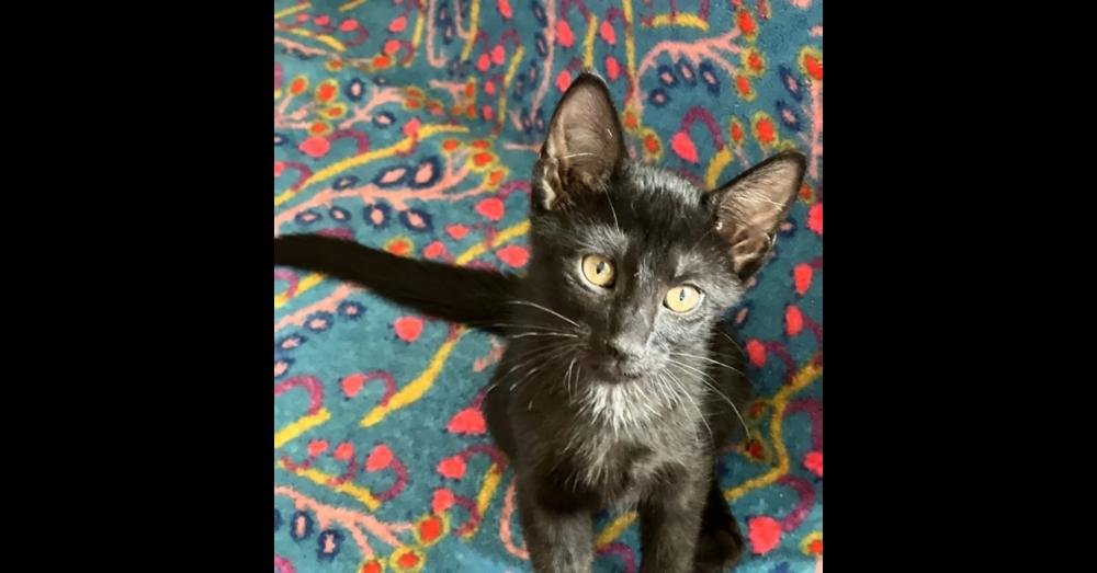 Coal, a Adoptable Domestic Short Hair in Saint Augustine, FL image 3/6