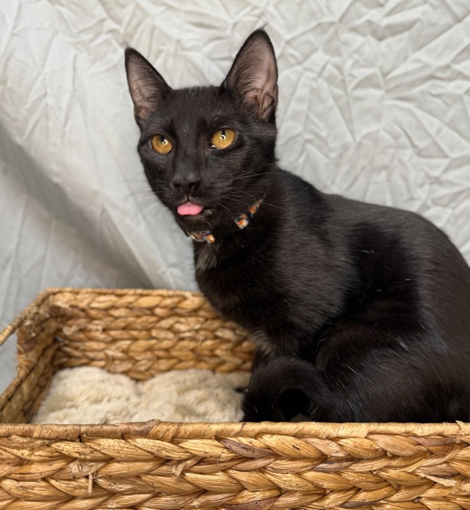 Coal, a Adoptable Domestic Short Hair in Saint Augustine, FL image 4/6