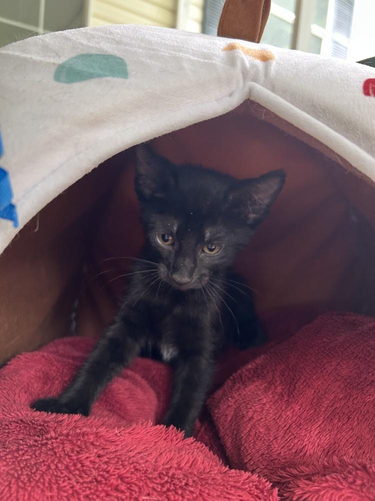 Coal, a Adoptable Domestic Short Hair in Saint Augustine, FL image 5/6