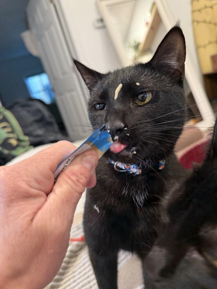 Enlarge Coal, a Adoptable Domestic Short Hair in Saint Augustine, FL image 6/6