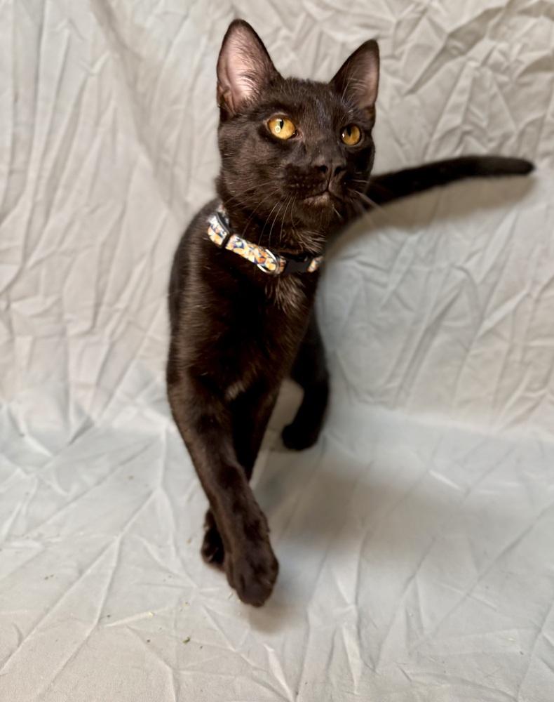 Coal, a Adoptable Domestic Short Hair in Saint Augustine, FL image 6/6