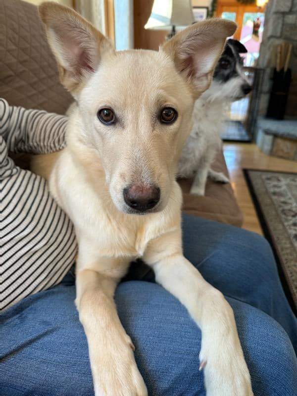 Milly, Adopted, Puppy Female Labrador Retriever.