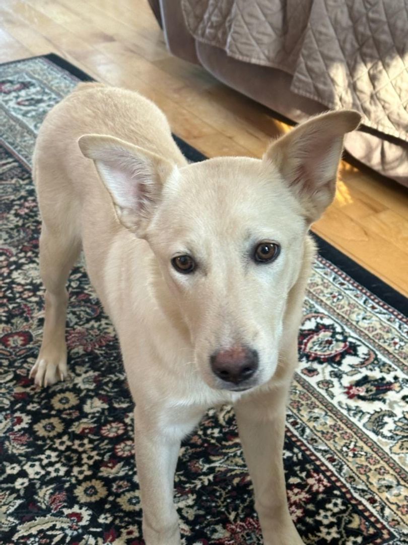 Milly, a Adopted mixed breed in Bethel, VT image 2/2