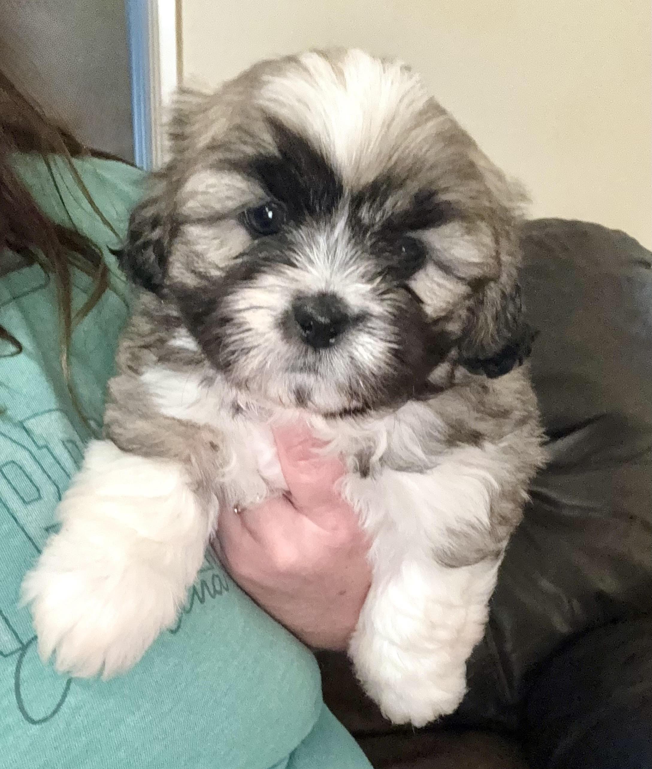 Enlarge Bear, an adopted Lhasa Apso in Maiden, NC image 2/4