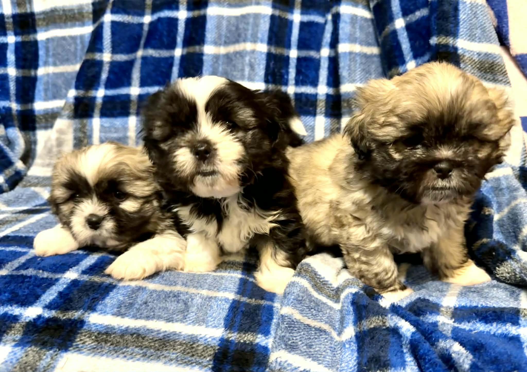 Enlarge Bear, an adopted Lhasa Apso in Maiden, NC image 3/4