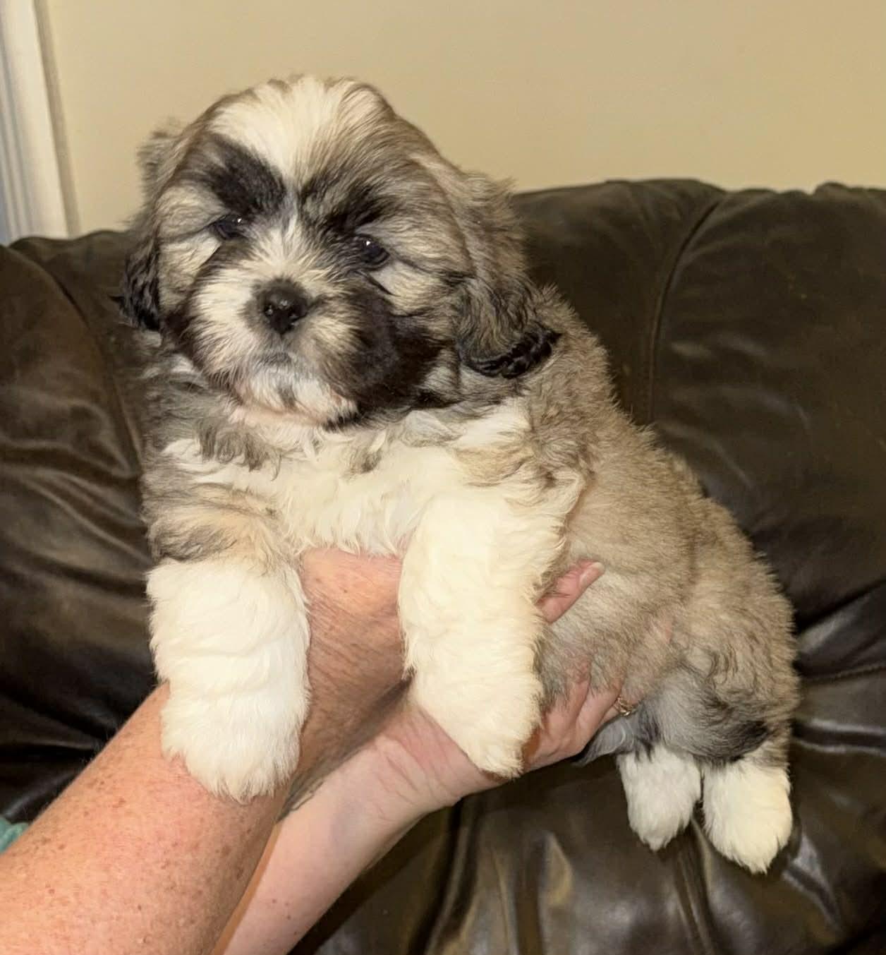 Enlarge Bear, an adopted Lhasa Apso in Maiden, NC image 1/4