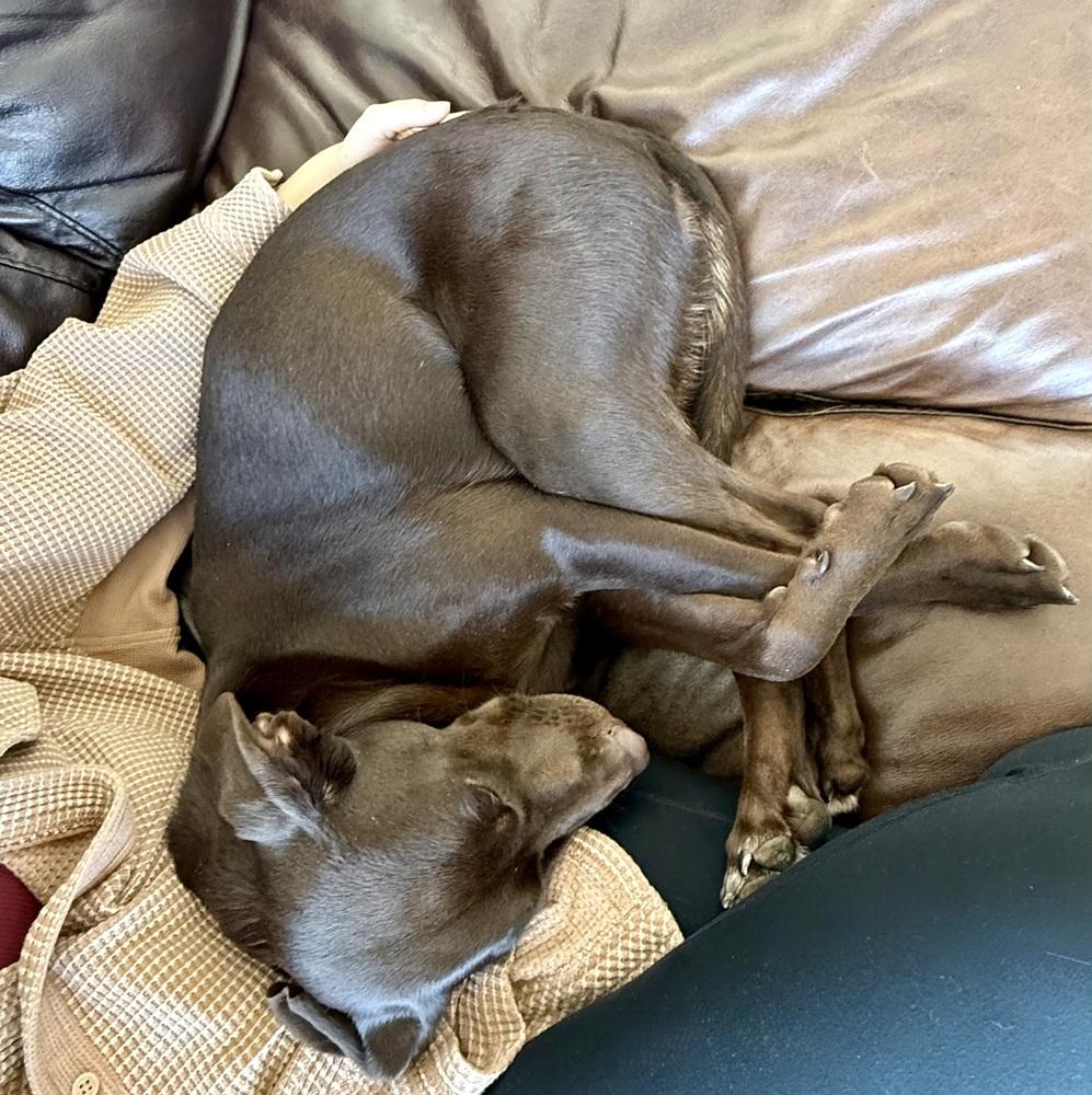 Enlarge Tatchell / Penny Bliss, a Adoptable mixed breed in Broomfield, CO image 1/6