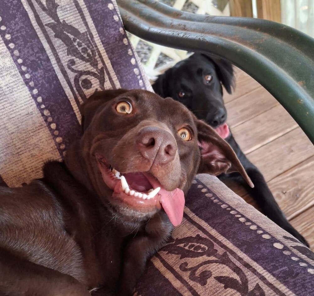 Enlarge Tatchell / Penny Bliss, a Adoptable mixed breed in Broomfield, CO image 3/6