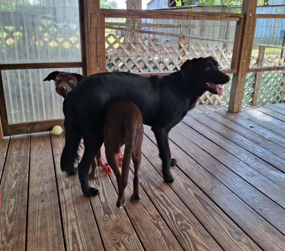 Enlarge Tatchell / Penny Bliss, a Adoptable mixed breed in Broomfield, CO image 4/6