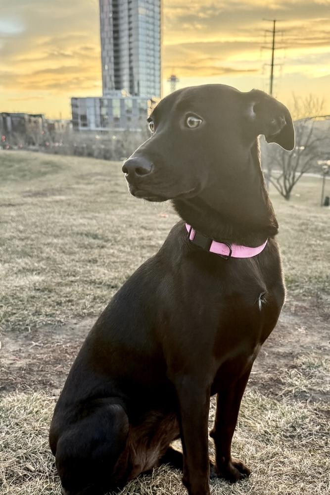 Enlarge Tatchell / Penny Bliss, a Adoptable mixed breed in Broomfield, CO image 5/6