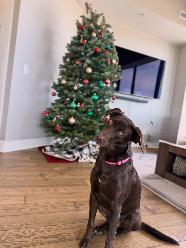 Enlarge Tatchell / Penny Bliss, a Adoptable mixed breed in Broomfield, CO image 6/6