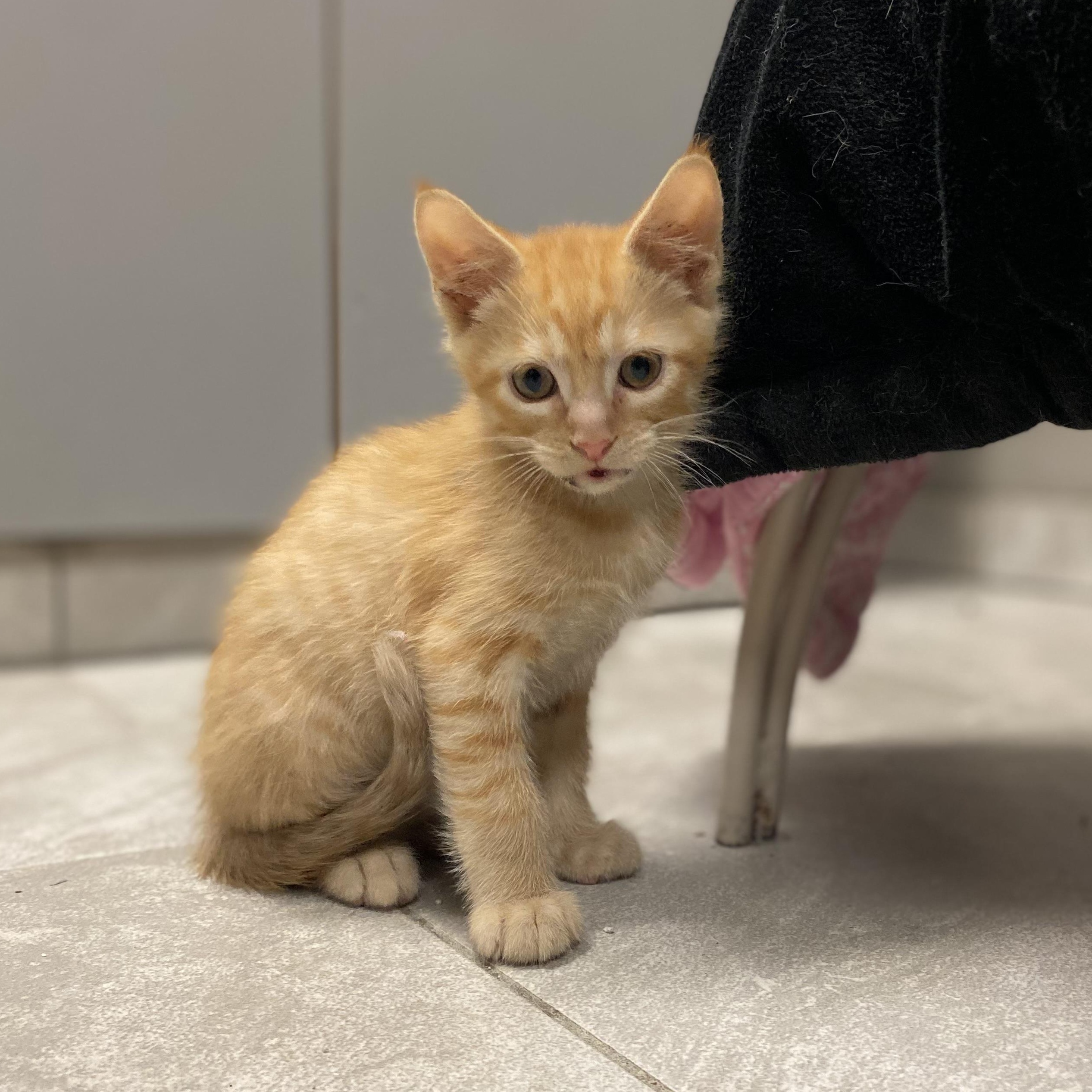 Memphis, a Adoptable Domestic Short Hair in Portland, OR image 1/3