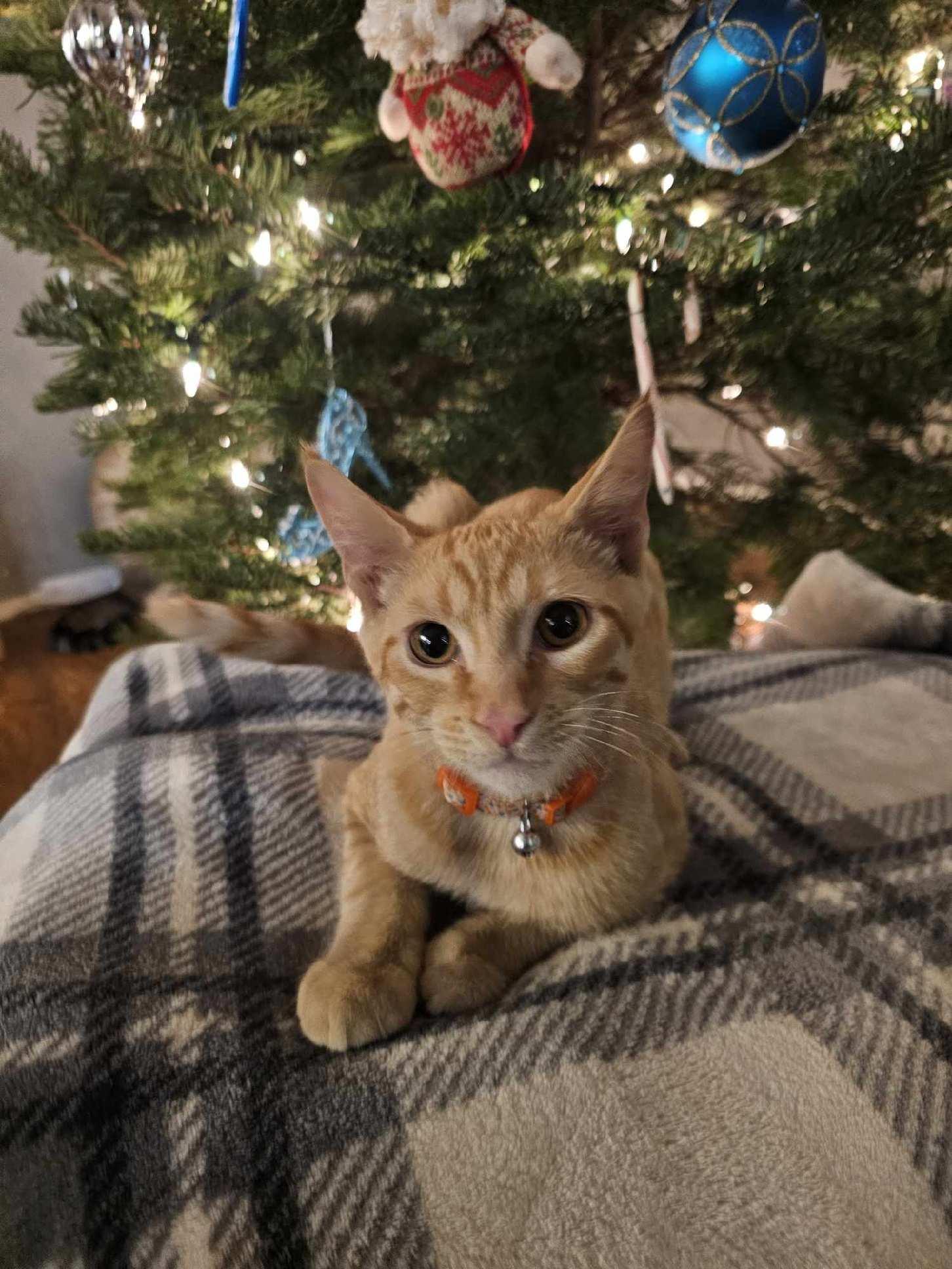 Enlarge Memphis, a Adoptable Domestic Short Hair in Portland, OR image 1/3