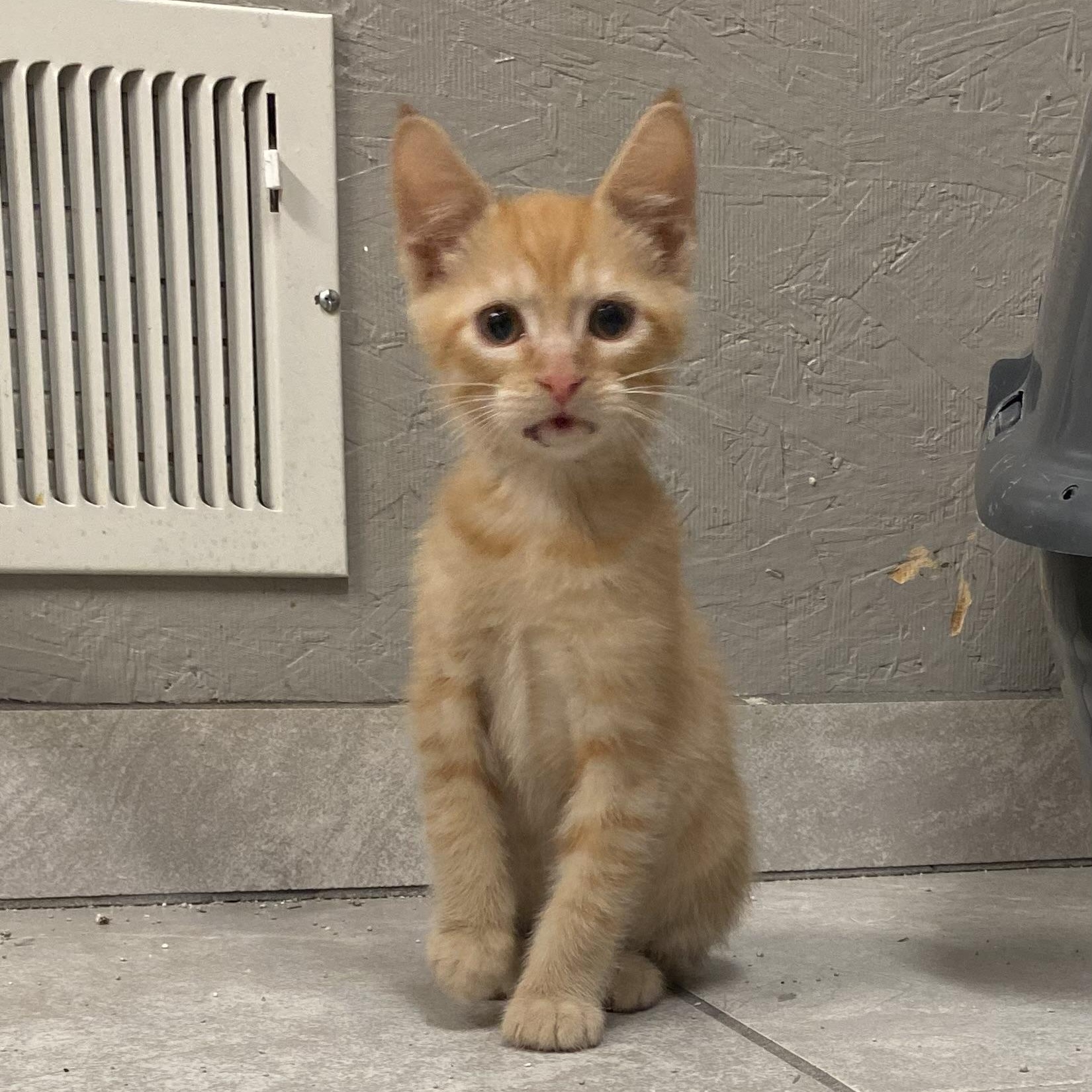 Memphis, a Adoptable Domestic Short Hair in Portland, OR image 2/3