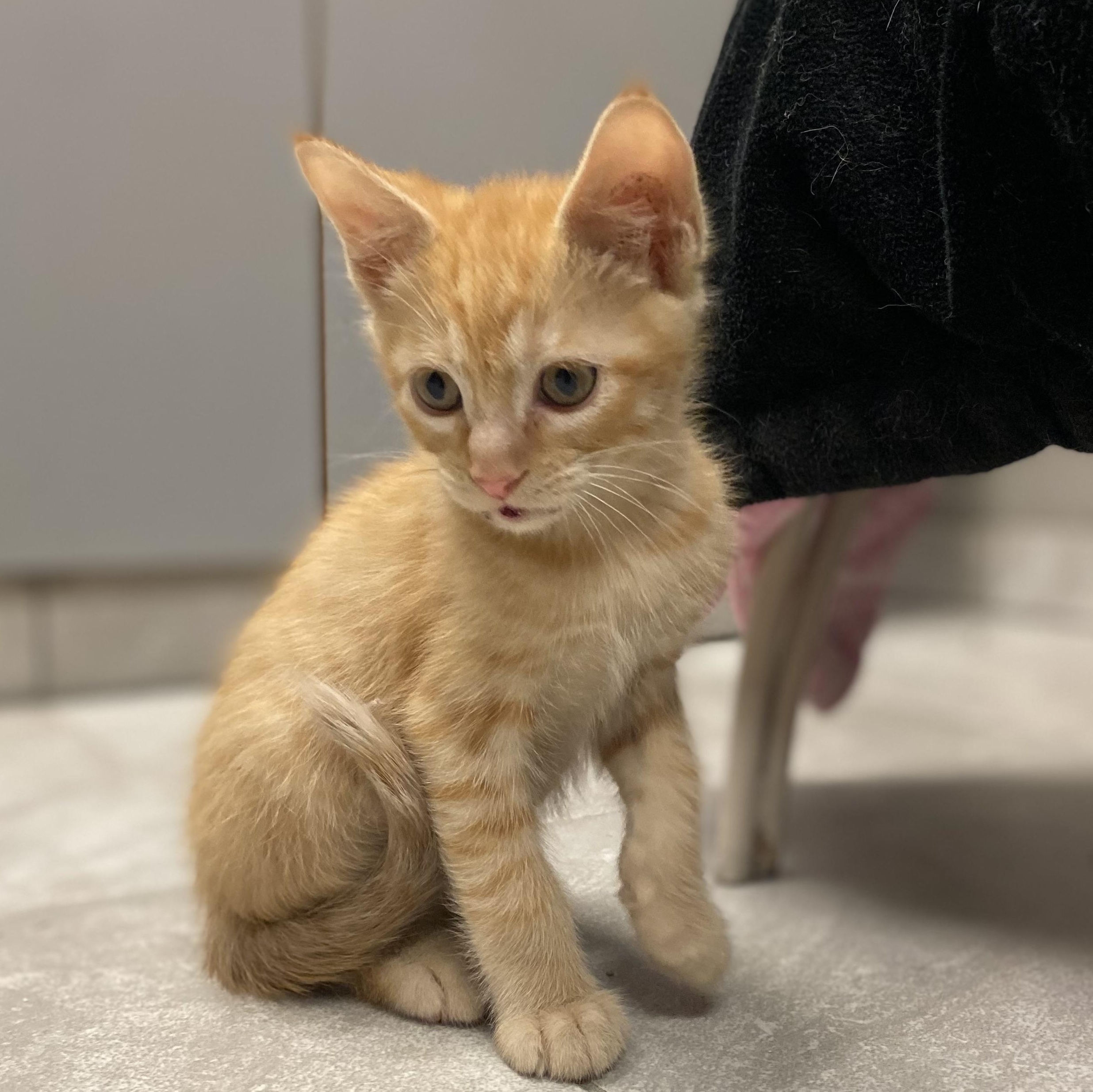 Memphis, a Adoptable Domestic Short Hair in Portland, OR image 3/3