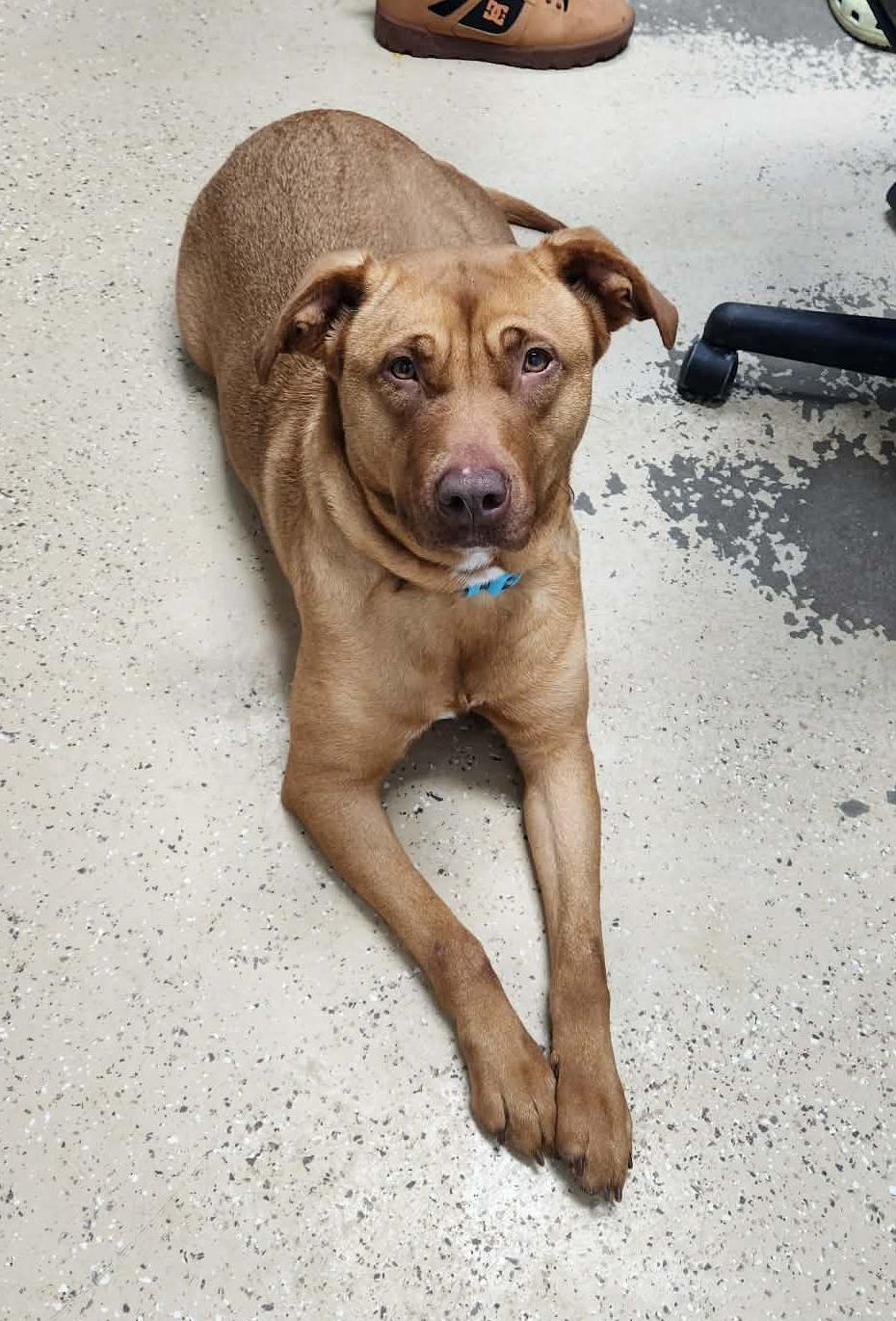 bristol, Adoptable, Adult Female Labrador Retriever & Pit Bull Terrier.