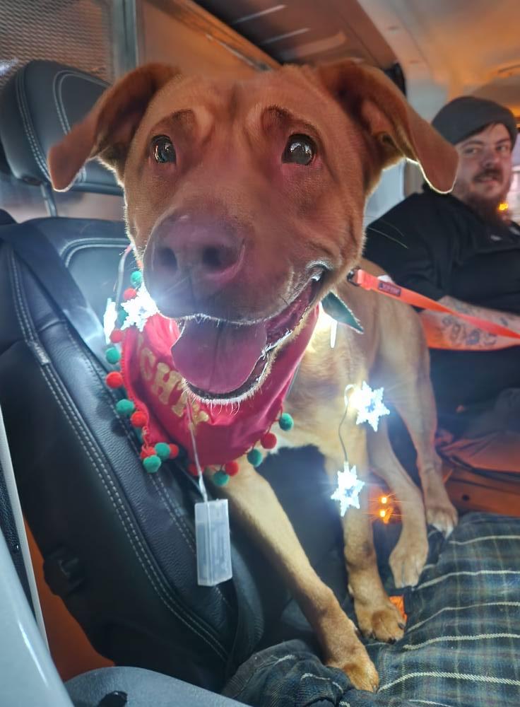 Enlarge bristol, a Adoptable mixed breed in MARION, IN image 2/2