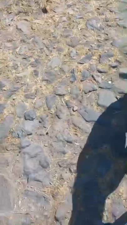 Enlarge Junior, an adopted mixed breed in Hilton, NY video 5/5