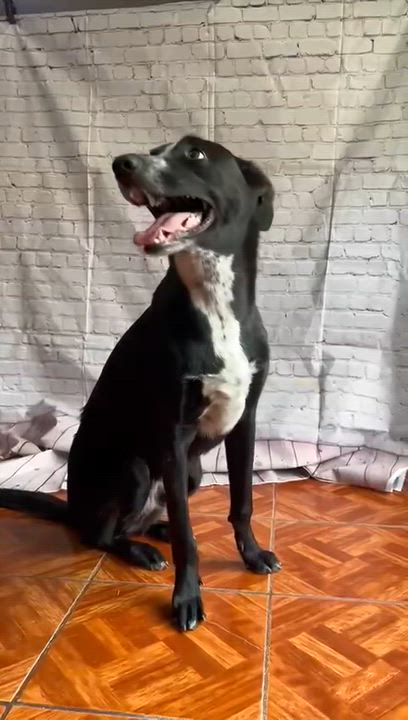 Enlarge Junior, an adopted mixed breed in Hilton, NY video 3/5