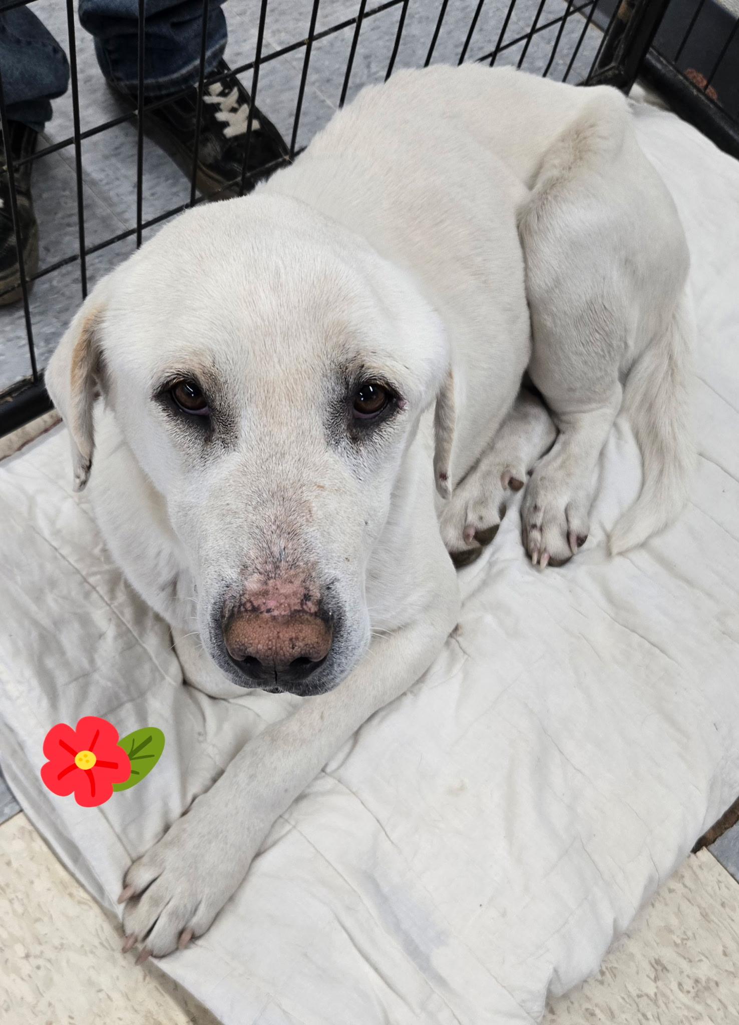 Homer, ADOPTABLE, Adult Male Labrador Retriever.