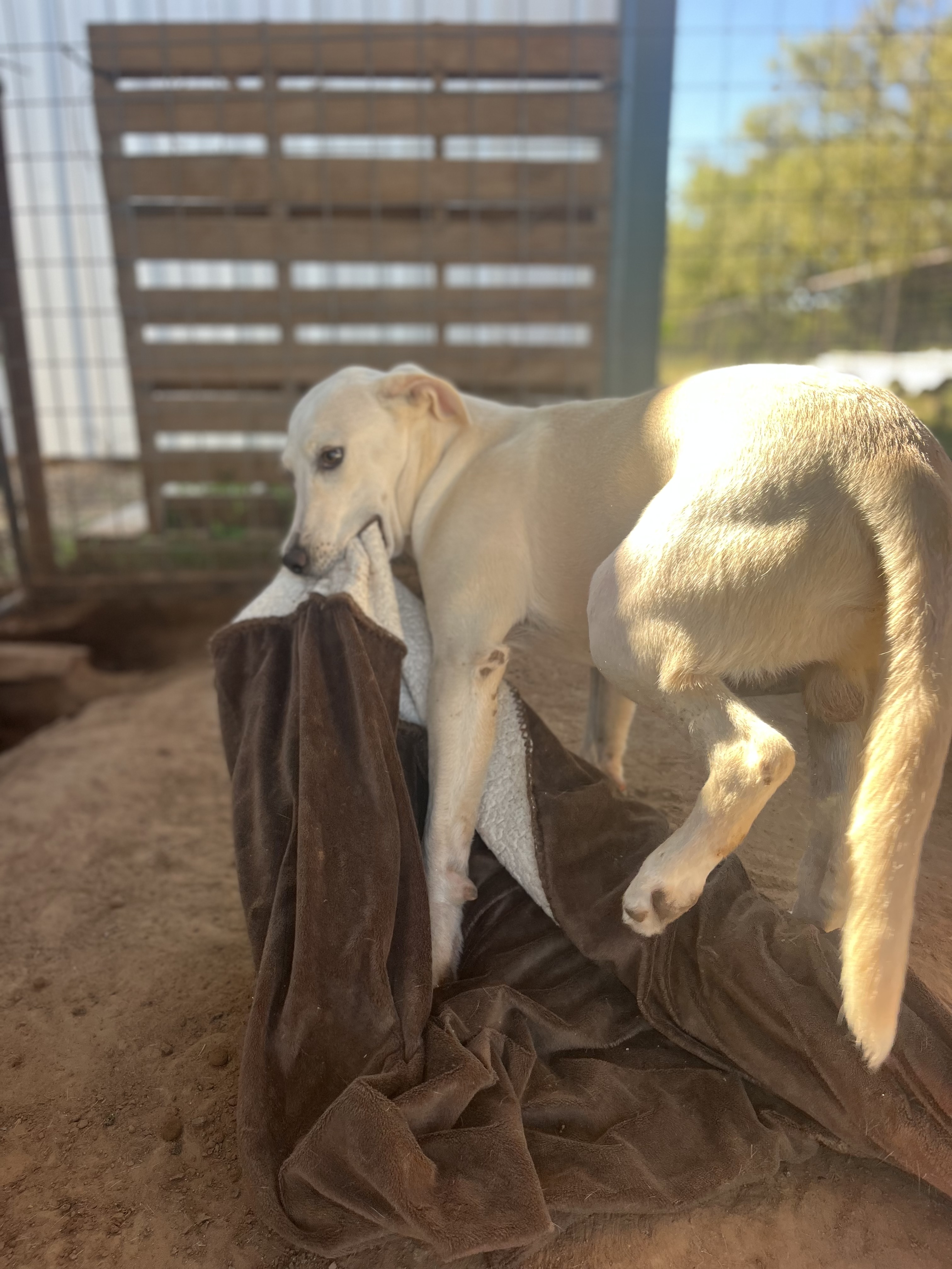 Enlarge Jessie, a Adoptable mixed breed in Paradise, TX image 1/5