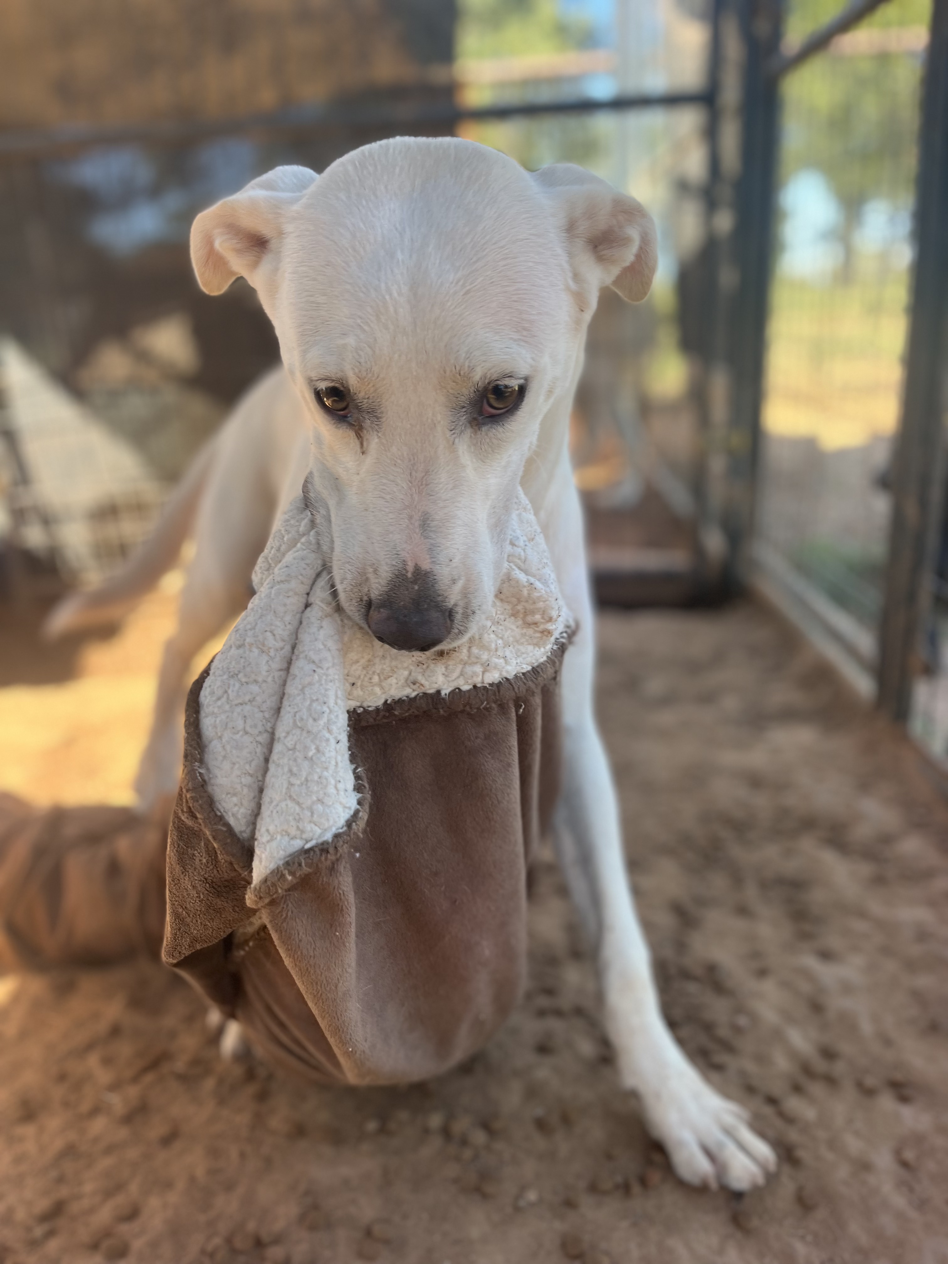 Enlarge Jessie, a Adoptable mixed breed in Paradise, TX image 3/5