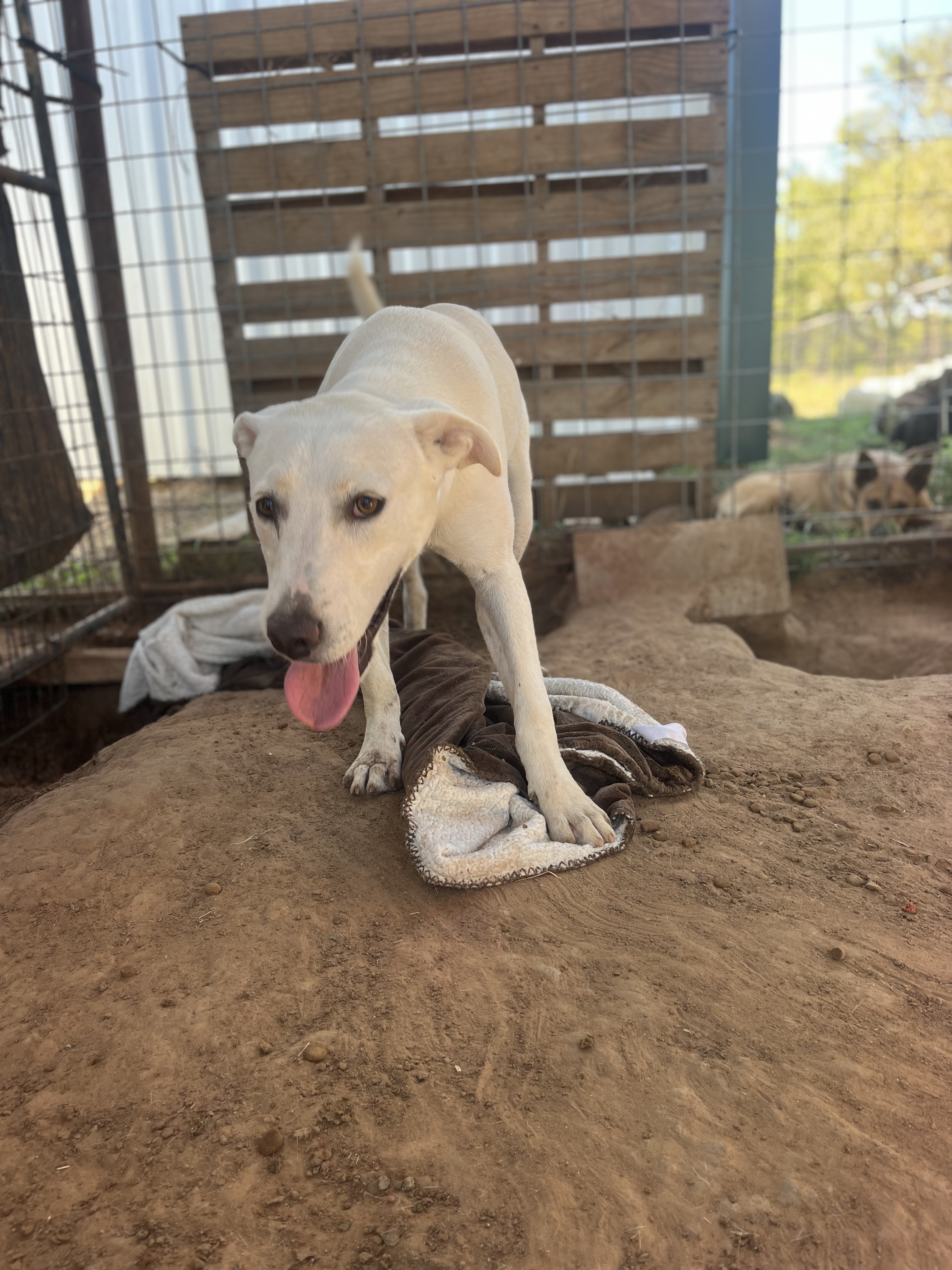 Enlarge Jessie, a Adoptable mixed breed in Paradise, TX image 4/5