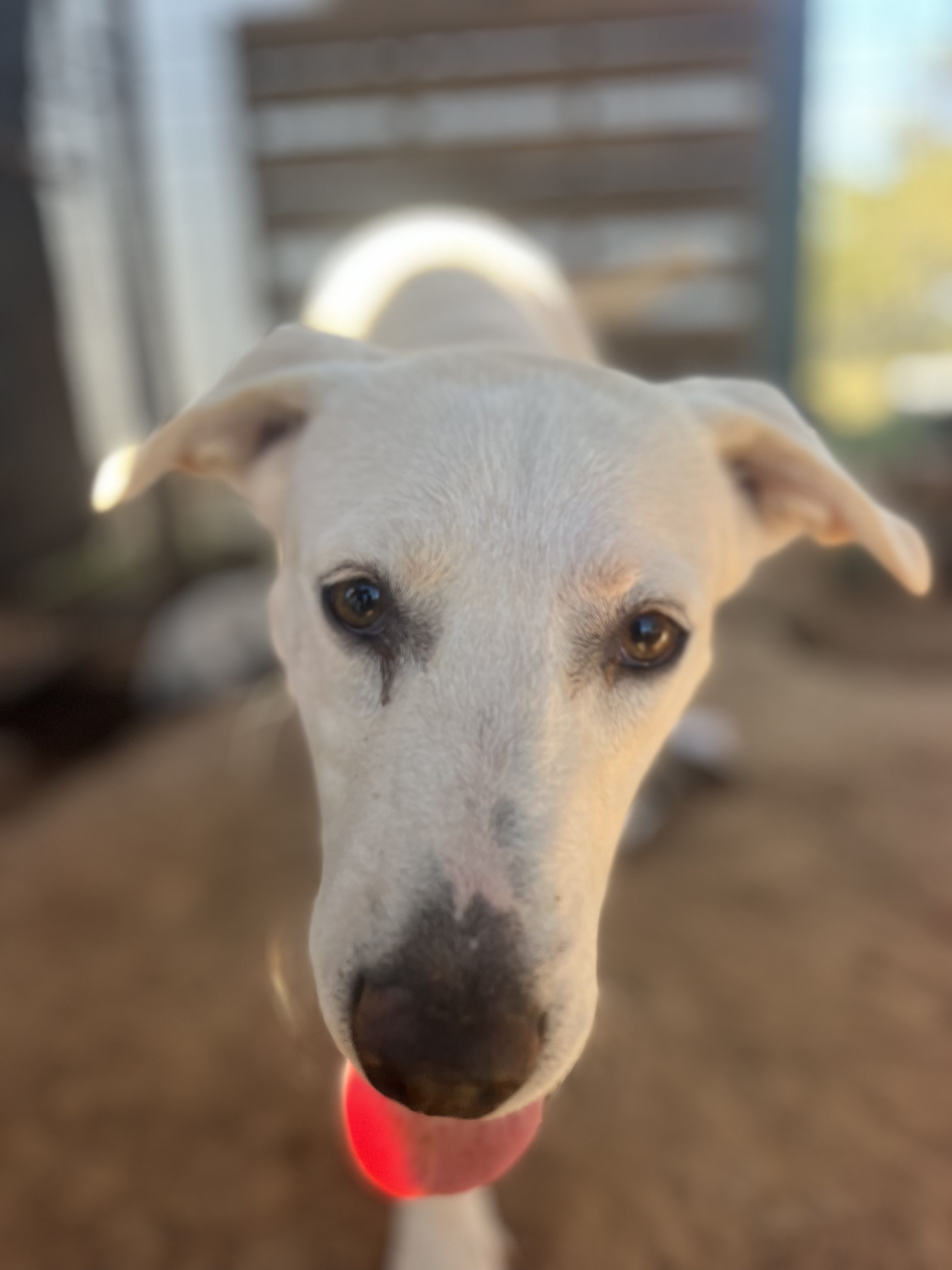 Enlarge Jessie, a Adoptable mixed breed in Paradise, TX image 5/5