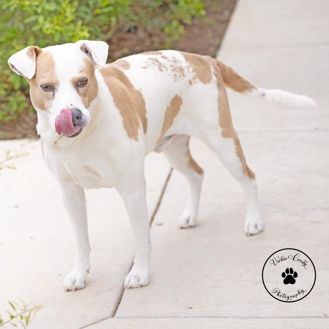 Elio, Adoptable, Adult Male Terrier & Mixed Breed.