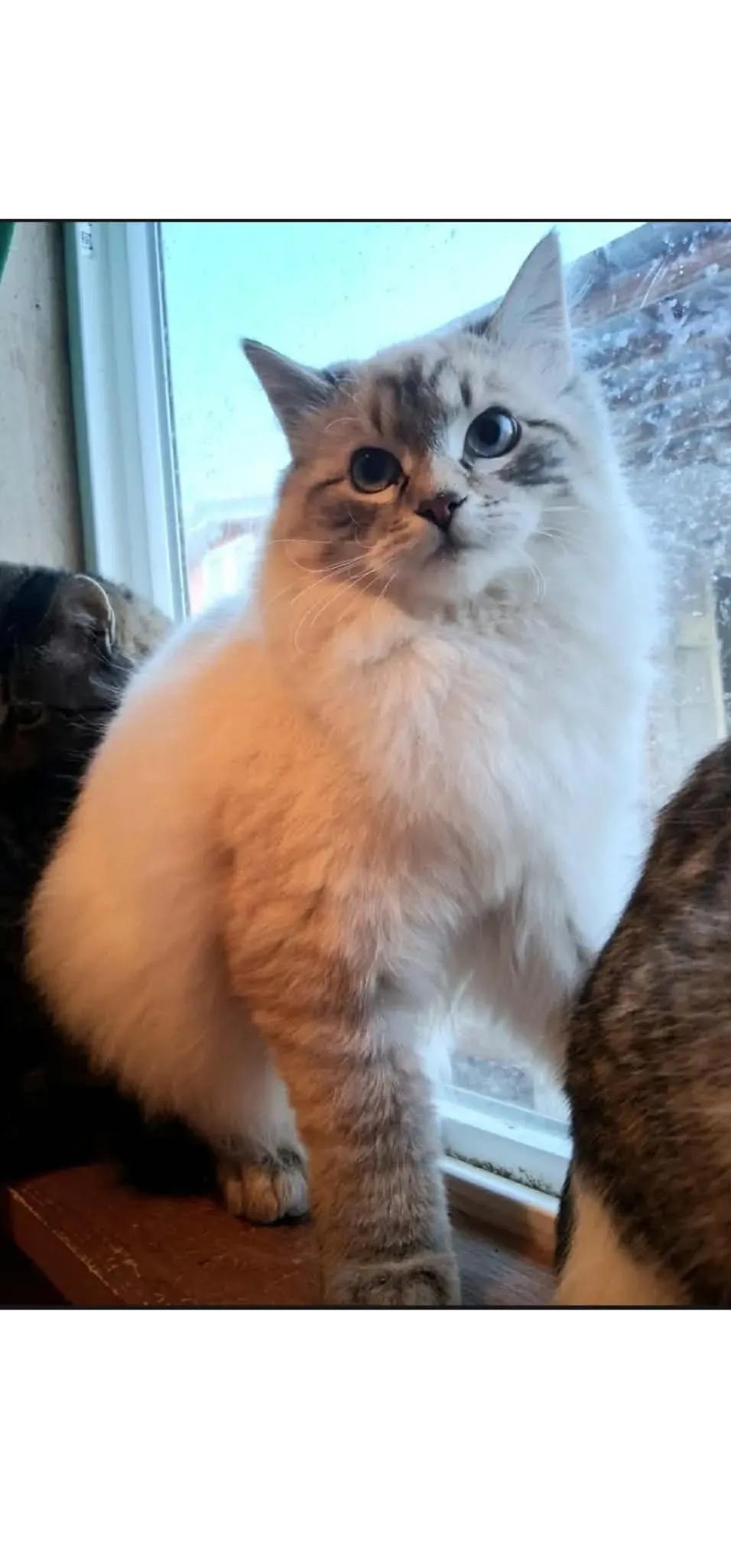 Tortellini, ADOPTABLE, Young Male Domestic Long Hair.