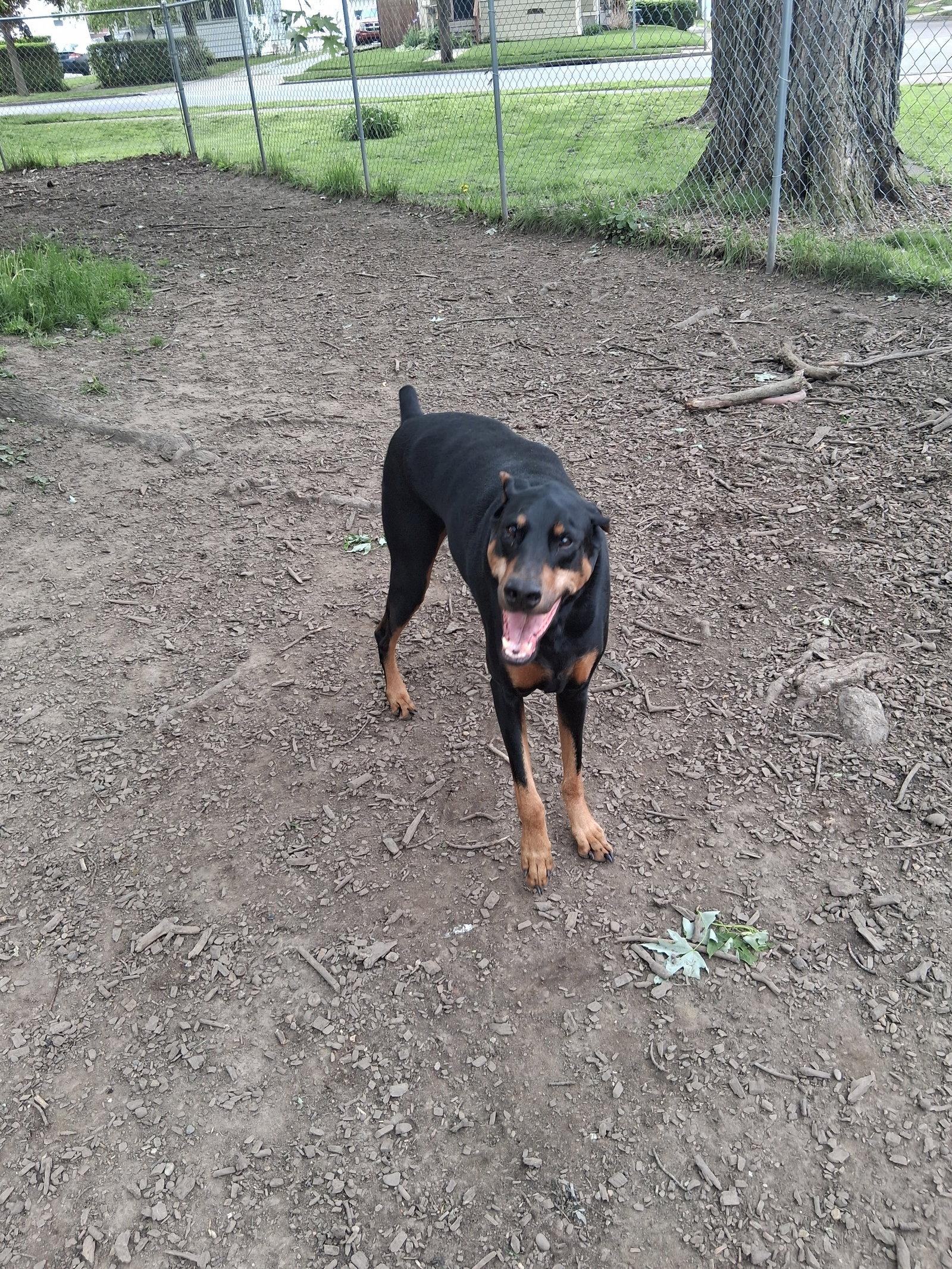 Chase, a Adoptable Doberman Pinscher in Aurora, OH image 1/2
