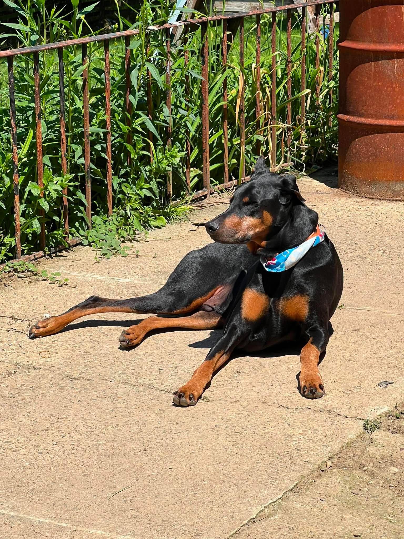 Chase, a Adoptable Doberman Pinscher in Aurora, OH image 2/2