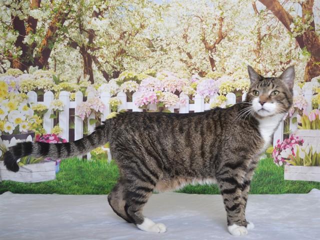 Enlarge THEO, a Adoptable Domestic Short Hair in Oroville, CA image 1/1