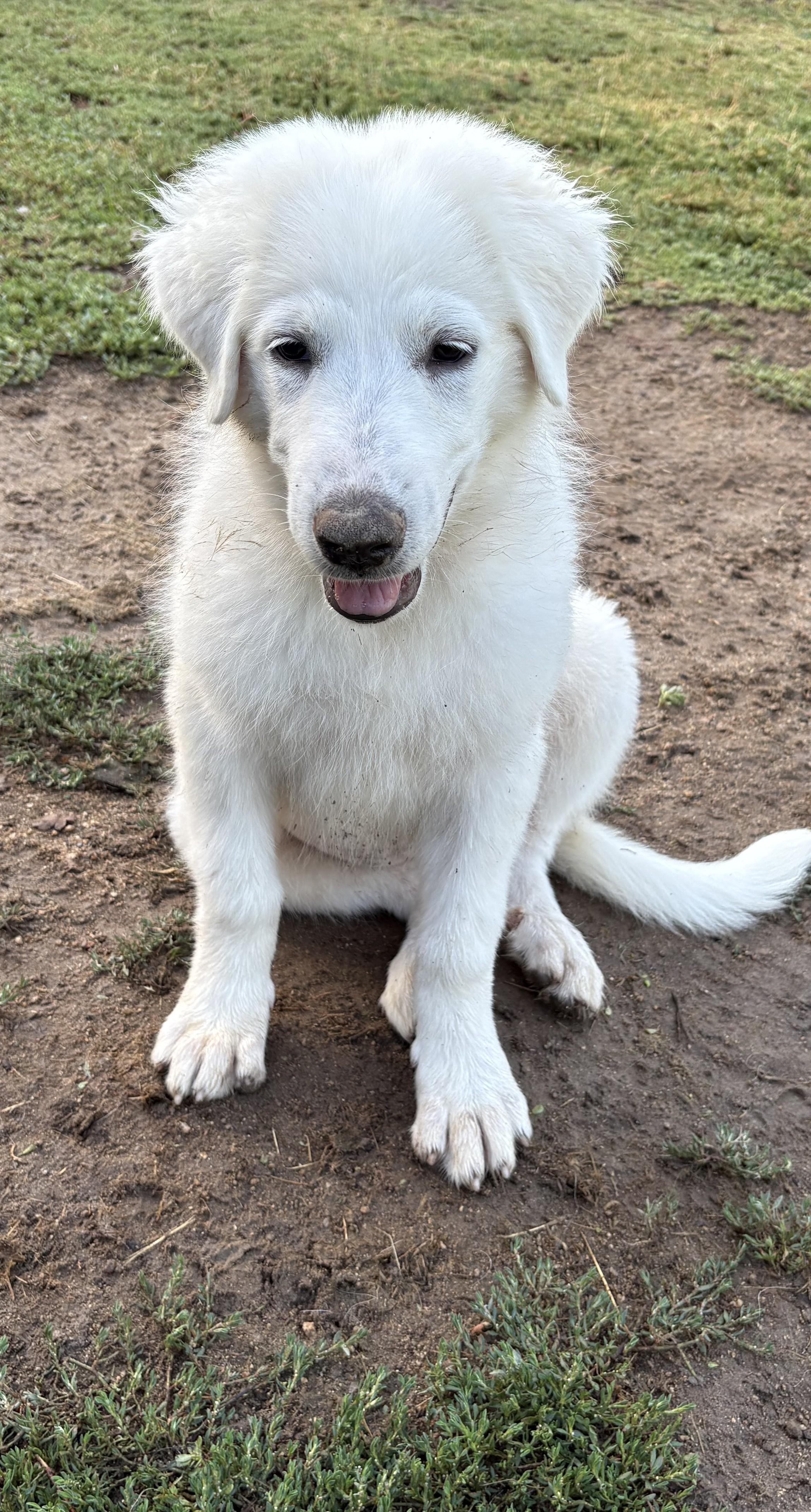 EVIE, a Adopted Great Pyrenees in Granite Bay, CA image 1/3