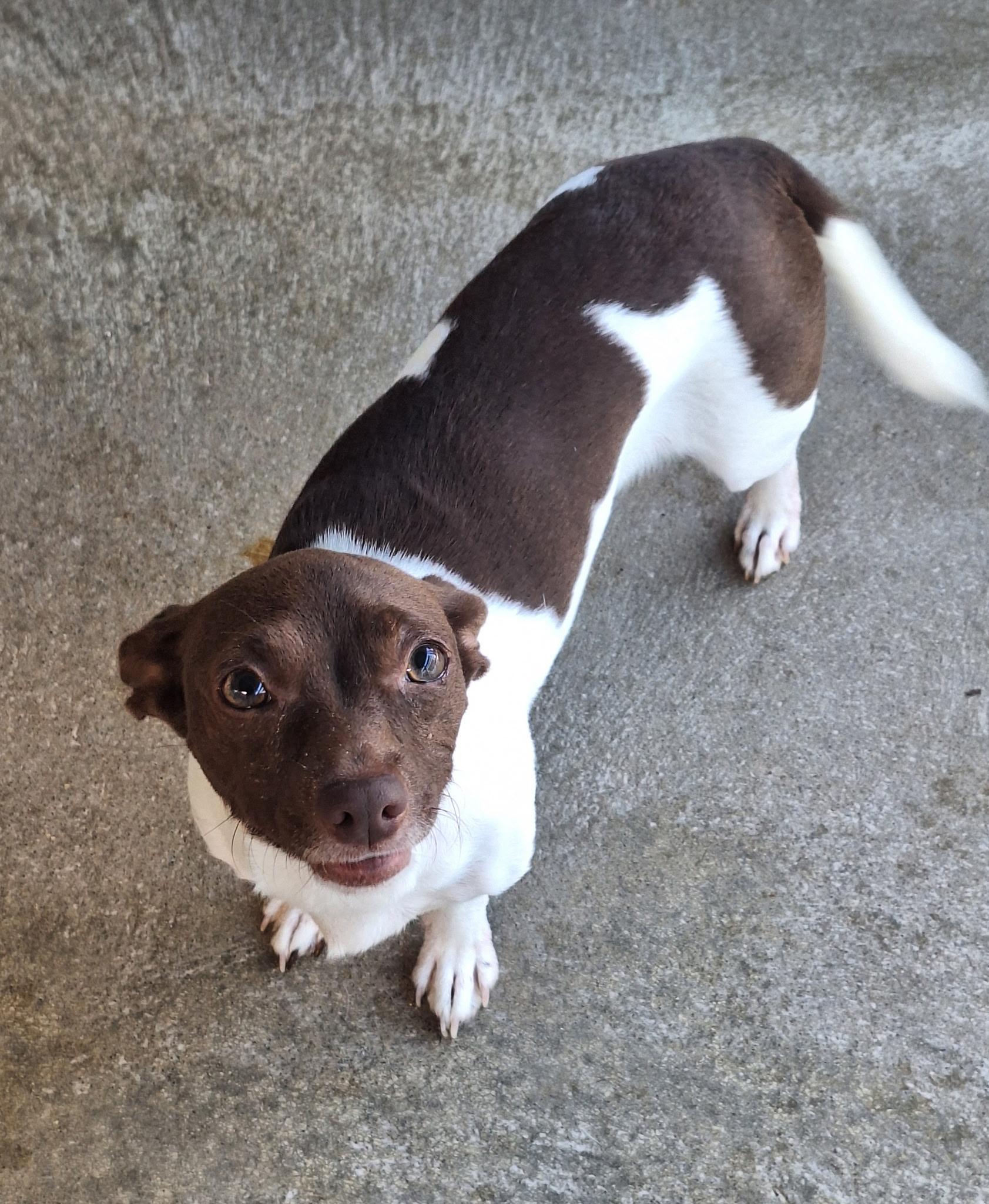 Cocoa