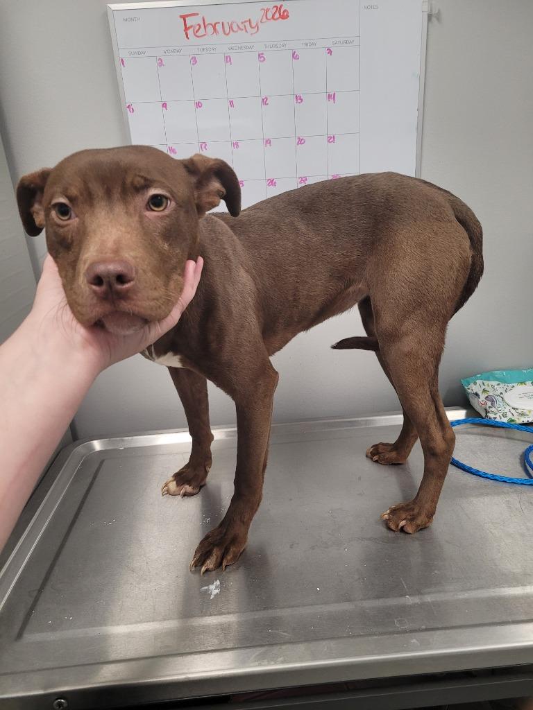 Lucille (Maple), Adoptable, Puppy Female Terrier & Mixed Breed.
