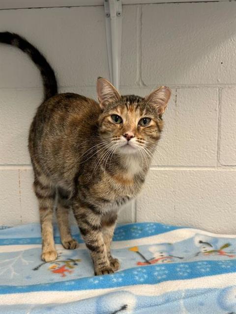 Enlarge ROTHKO, a Adoptable Domestic Short Hair in Bowling Green, OH image 1/1